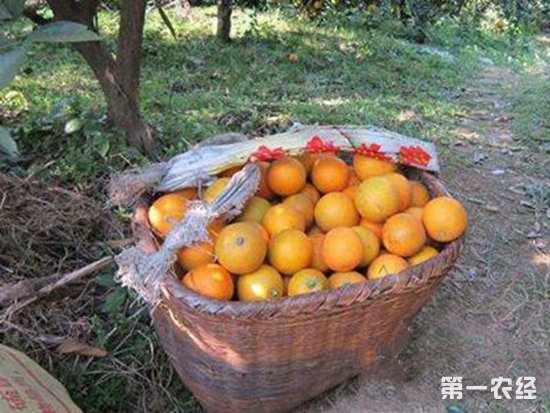 冰糖橙搭上“电商”快车走出大山