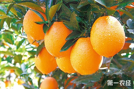 汇通达农产品上行如火如荼 赣南脐橙实现零时差销售
