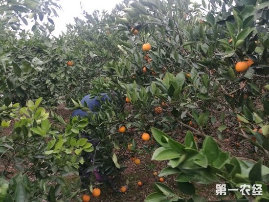 “电商东风”助推祁阳冰糖甜橙销售
