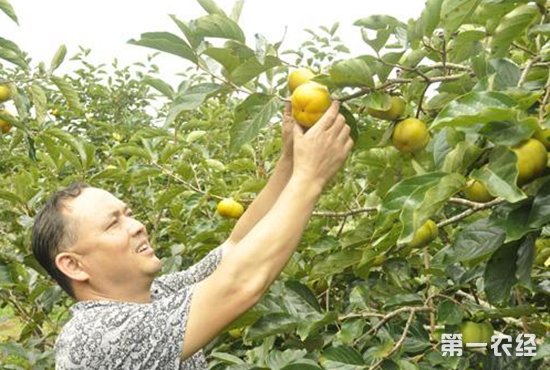 马关县：农村电商实现产供销“一条龙”服务