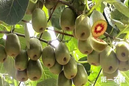 果农们搞电销为乡村振兴注入“活水”